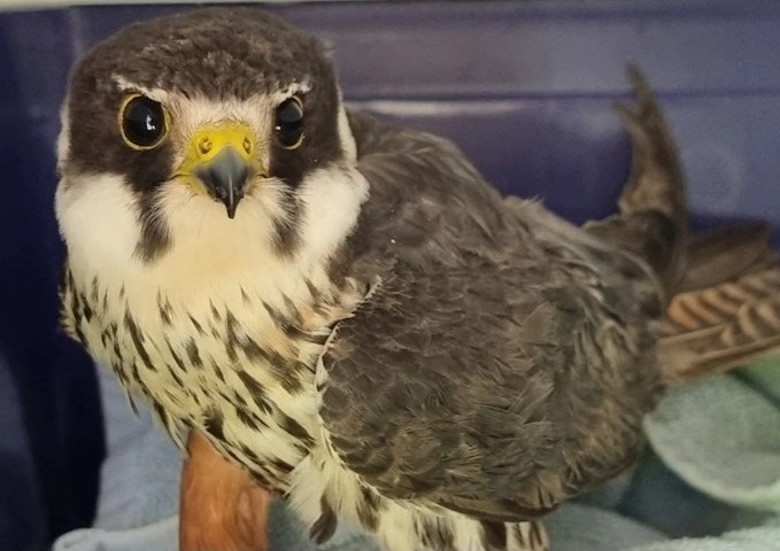 欧洲燕隼有史以来首次出现在澳洲东部 可能是全球气候暖化造成