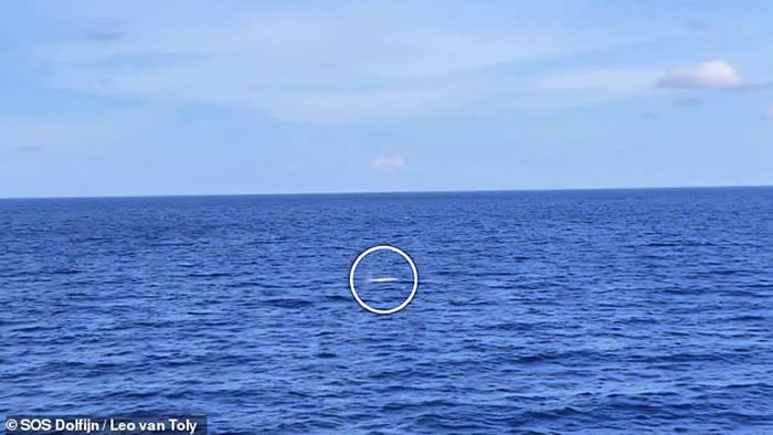 9���߳�����ϡ�еİ�ɫĨ�㾨��������Ӻ���