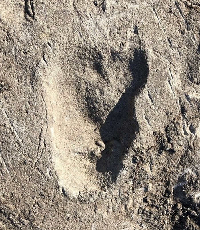 坦桑尼亚莱托利366万年前脚印或属新品种古人类