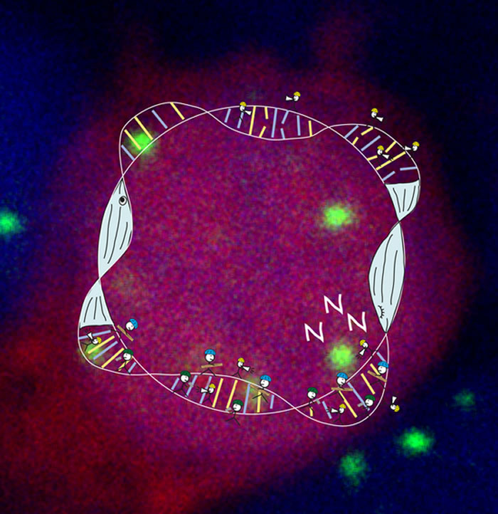 清醒与睡眠阶段的DNA断裂与修复示意图（图片来源：Dr。 David Zada）