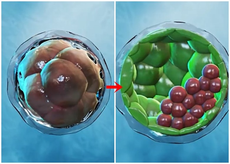 奥地利科学院研究人员利用干细胞培育出人胚状体模型 模拟早期人类胚胎结构