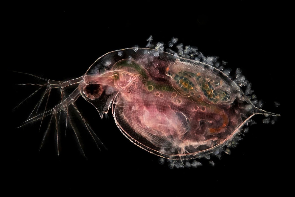 一只携带着胚胎的金鱼蚤属(Daphnia)水蚤。 PHOTOGRAPH BY JAN VAN IJKEN