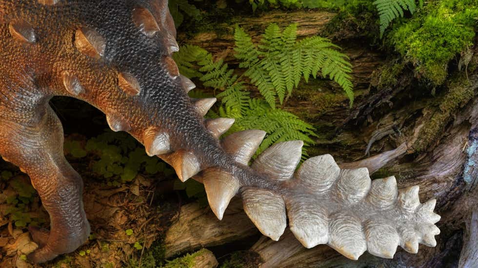 智利发现生活在白垩纪晚期的恐龙新物种Stegouros elengassen 有着像剑一样的尾巴