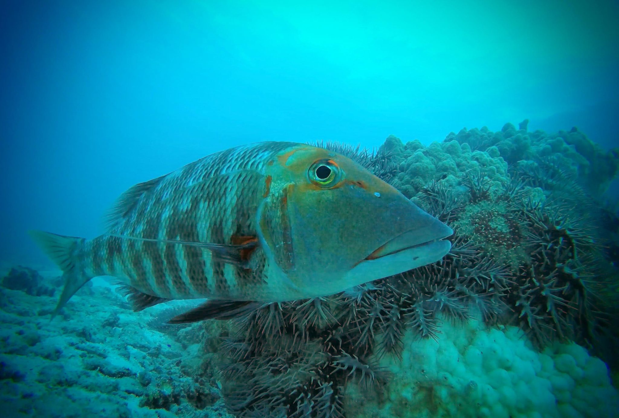 珊瑚鱼(帝王鱼、热带笛鲷和石首鱼)有助于控制大堡礁上棘冠海星的数量