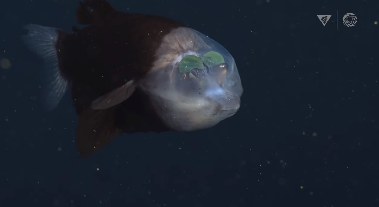 加利福尼亚海岸蒙特雷湾遥控无人潜水器ROV拍摄到头部透明的大鳍后肛鱼(管眼鱼)