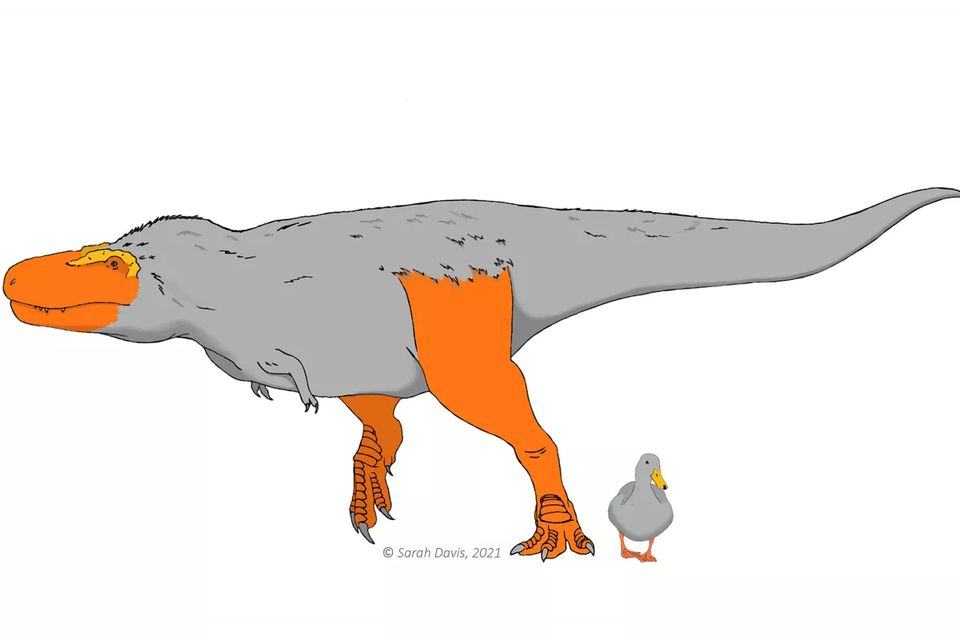 《Evolution》：研究表明一些恐龙可能有五颜六色的脚和脸 用来吸引配偶