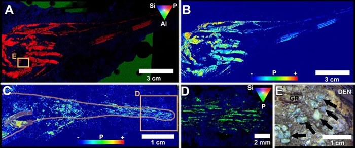 突破性研究确认了6600万年前灾难性Chicxulub小行星撞击地球的季节:春季