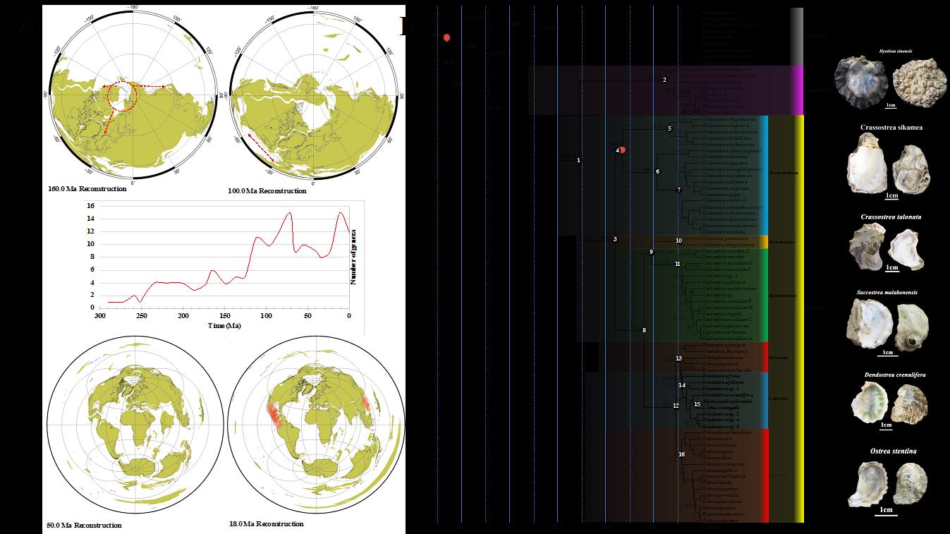 (A) 二叠纪以来牡蛎化石属数目的变化和重要时间点牡蛎生物多样性热点区域(B) 基于现生物种的牡蛎科系统发育关系和分化时间