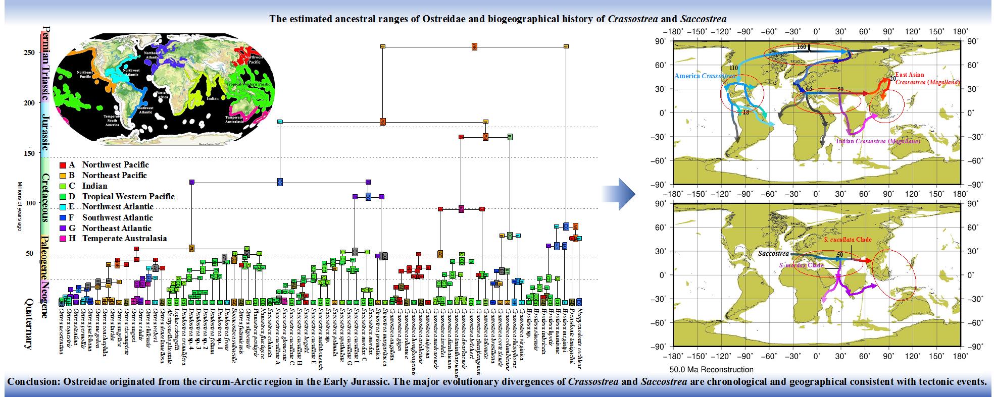 牡蛎科生物地理历史重建:左图为依据现生物种分子数据重建的牡蛎科祖先分布状态;右图为结合化石和分子数据推测巨蛎属、小蛎属(Saccostrea)的起源、扩散、和分