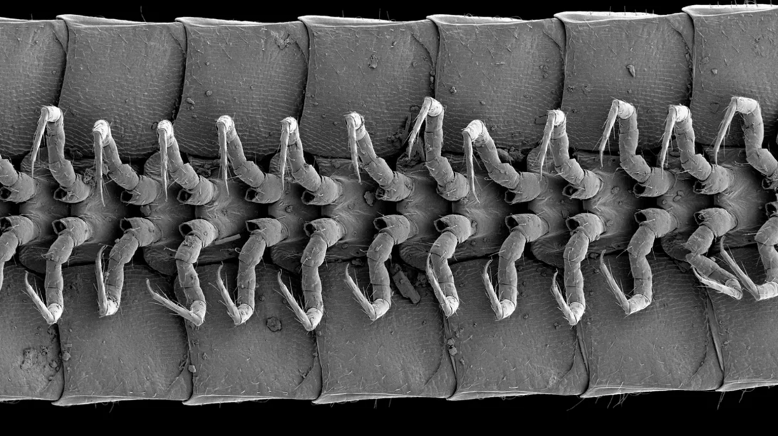 澳大利亚东部金矿省发现有1306条腿的马陆(千足虫)