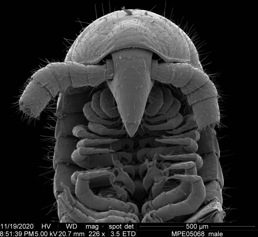 澳大利亚东部金矿省发现有1306条腿的马陆(千足虫)