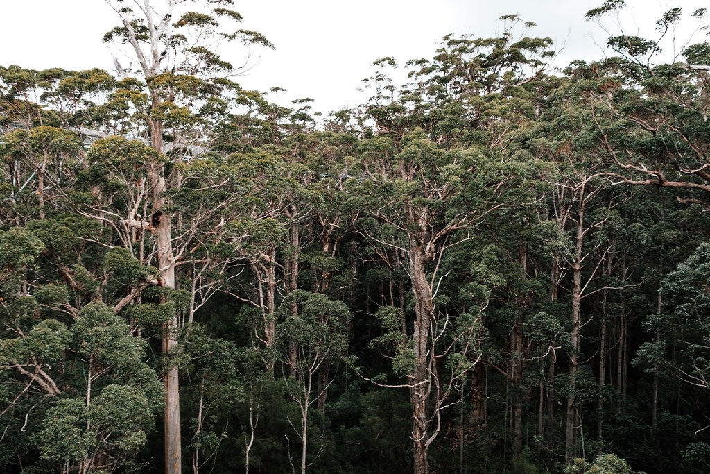 研究发现如果人类可以20年不打扰热带森林 它们有惊人的潜力可以恢复