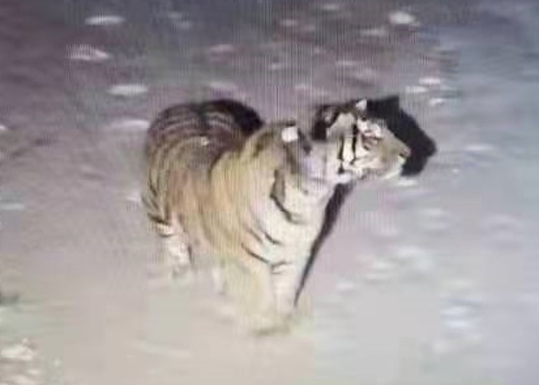 Ұ�������������ɽһ�š����ٴ���ɽ ����������Ķ����������ҹ�԰