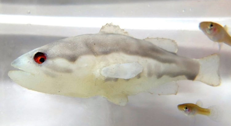 西澳大学研发机器鱼 通过模仿美洲大口鲈鱼的姿态吓跑食蚊鱼保护生态