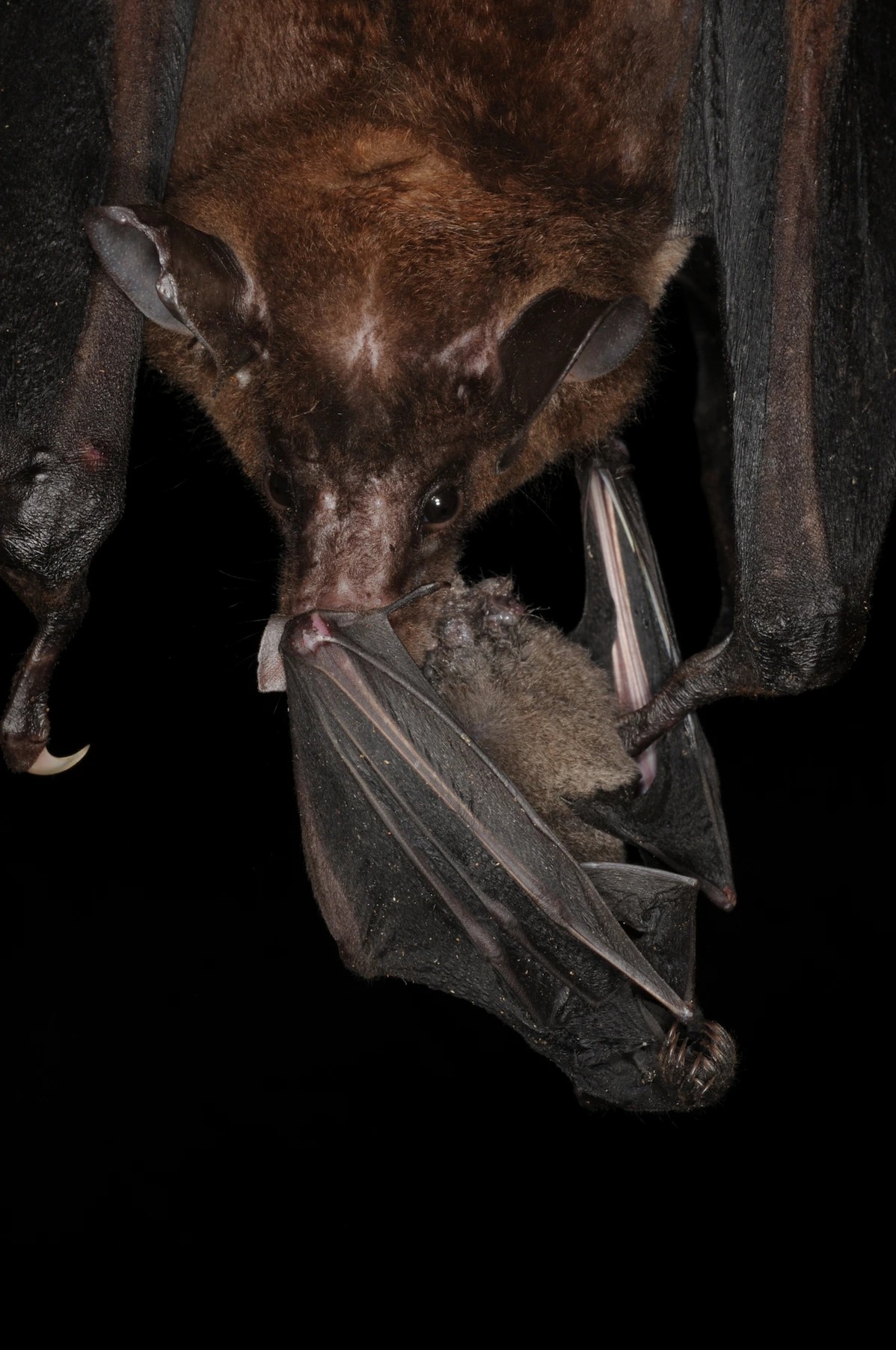 西半球最大的蝙蝠──鬼伪吸血蝠正在大啖一只短尾叶鼻蝠( short-tailed bat )。 PHOTOGRAPH BY MARCO TSCHAPKA