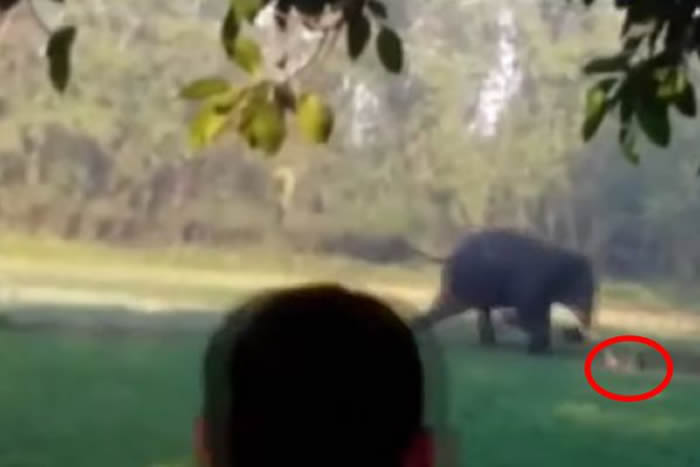 印度阿萨姆邦男子遭野象追赶 一路狂奔却不慎腿软跌倒被狂踩