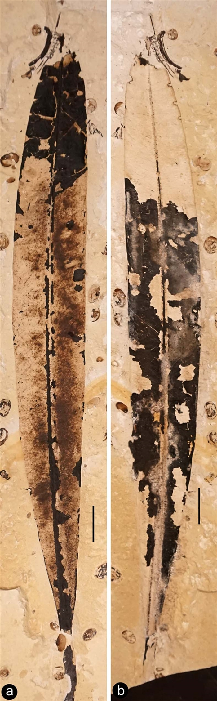 分两面保存的狭长焦带羽叶。(王鑫供图)