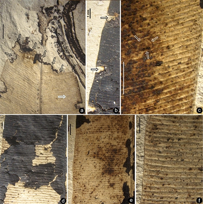 位于叶片不同部位的、各种不同昆虫留下的咬食痕迹及叶片上清晰的叶脉。(王鑫供图)