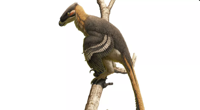 英国怀特岛发现的凶猛食肉恐龙新物种Vectiraptor greeni可能能像豹子一样爬树
