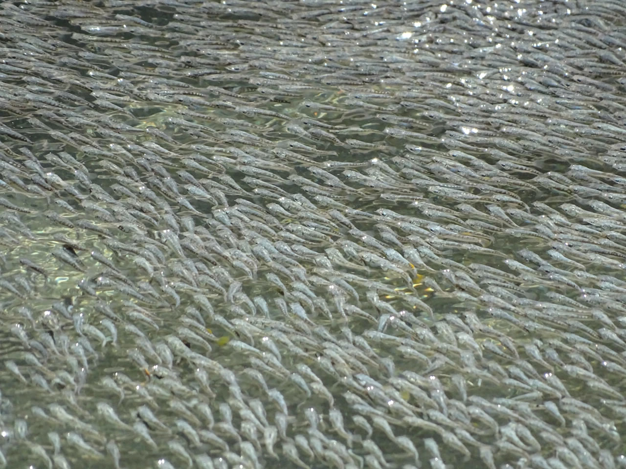 研究发现墨西哥特阿帕市附近一个泉水中成群结队的野花鳉为躲避捕食者而掀起“鱼浪”