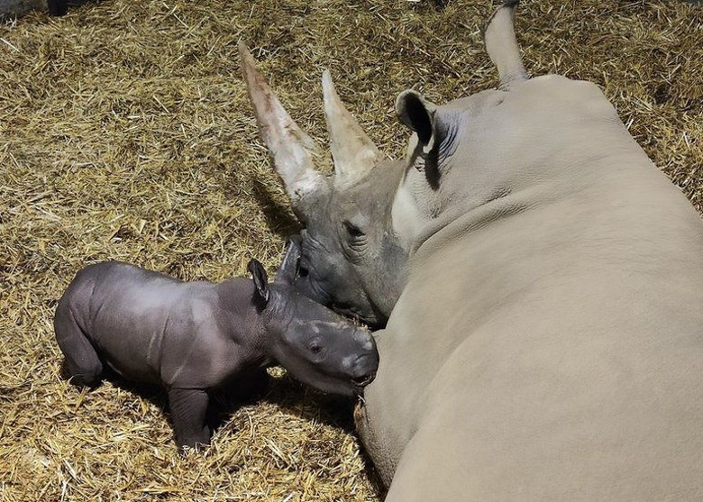 英国英格兰萨福克郡的动物园Africa Alive首次有白犀牛宝宝在园内诞生