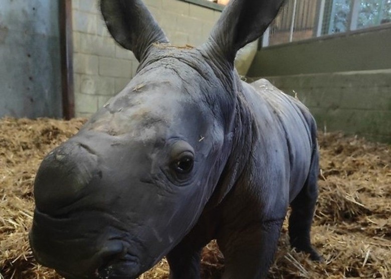 英国英格兰萨福克郡的动物园Africa Alive首次有白犀牛宝宝在园内诞生