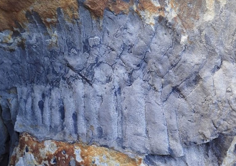 英国诺森伯兰郡海滩出土有史以来最巨型的千足虫化石 长至少2.5米重达50公斤