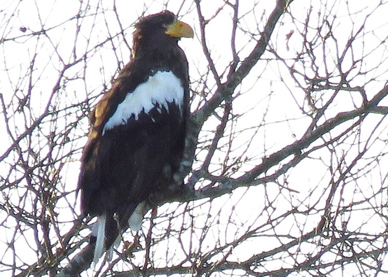 ������ʡ���༰Ұ�����ﲿ�ţ�������ͷ���������ٺ�����ͣ��