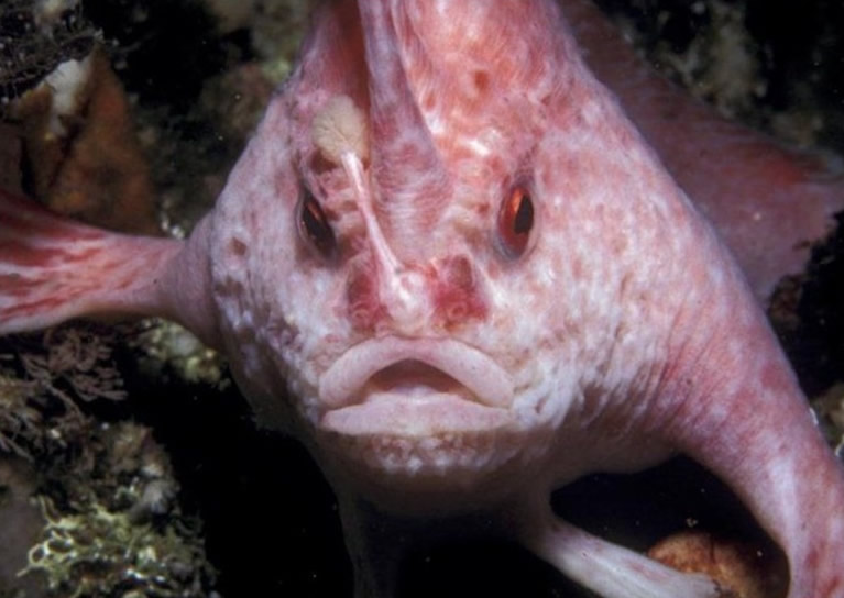 澳洲塔斯马尼亚南部海域河床摄影机拍到罕见濒危手鱼