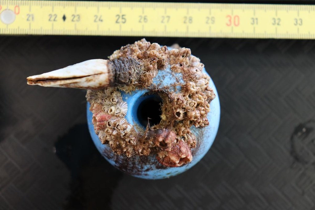 塑料碎片与栖息其上的藤壶。照片来源：SERC Marine Invasions Lab