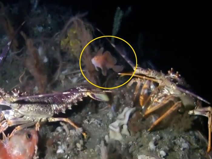 澳洲科学家在塔斯马尼亚外海塔斯曼断裂带海洋公园发现极为罕见的粉红手鱼