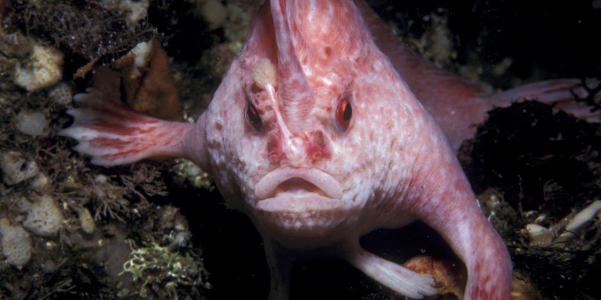澳洲科学家在塔斯马尼亚外海塔斯曼断裂带海洋公园发现极为罕见的粉红手鱼