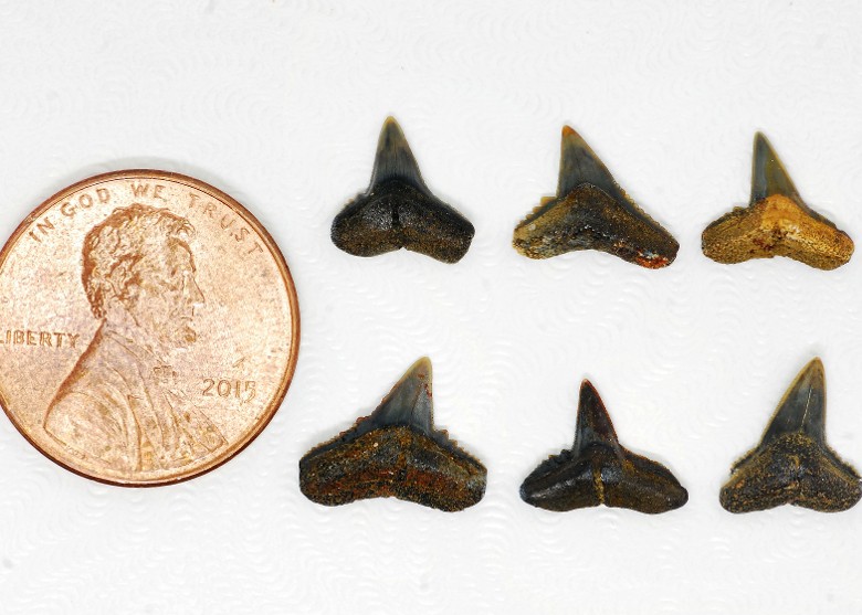 4000万年前史前鲨鱼化石以退休华裔博物馆主管命名Carcharhinus tingae