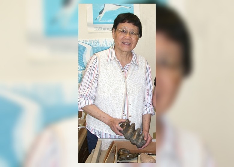 4000万年前史前鲨鱼化石以退休华裔博物馆主管命名Carcharhinus tingae