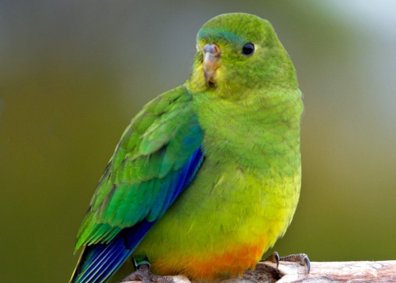 澳洲保育人士尝试以最接近自然方式圈养橙腹鹦鹉