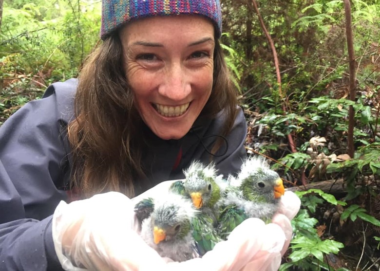 澳洲保育人士尝试以最接近自然方式圈养橙腹鹦鹉