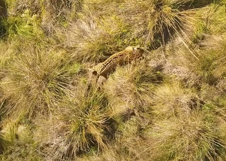 阿根廷伊韦拉国家公园放生成年雄性美洲豹 促进濒危物种保育