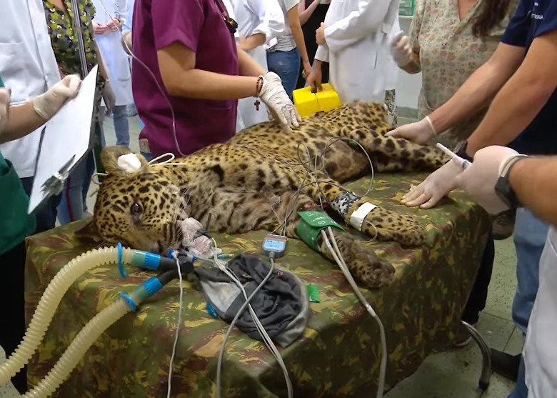 阿根廷伊韦拉国家公园放生成年雄性美洲豹 促进濒危物种保育