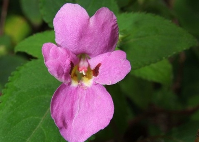 �������⣬������෢�ֶ����Ʒ��ֲ�