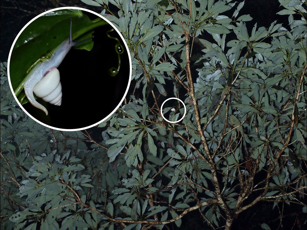 林氏高腰蜗牛爬行于大叶楠的树冠层。图片来源：吴政伦提供