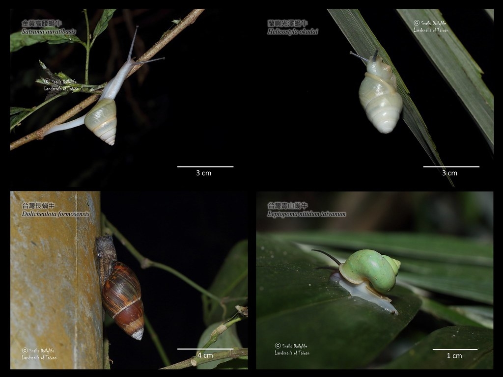 台湾常见的几种树栖性蜗牛，有碧绿色的青山蜗牛、亮白色的兰屿光泽蜗牛、迷彩花纹的台湾长蜗牛、白高腰蜗牛复合群等。图片来源：吴政伦提供