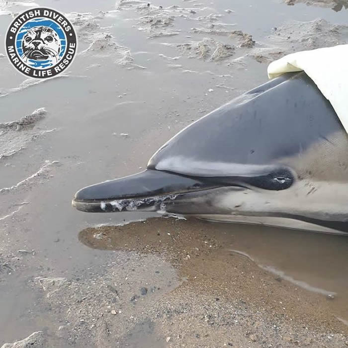 �ո����������ȽǺ�������Ŀ����������ɥ�� �����ػ����ĵ�Ҳ����