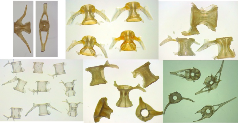 秘鲁海洋沉积物中的鱼化石研究表明:较小的鱼类将主宰地球变暖的海洋