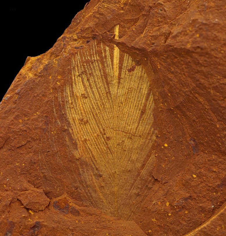 澳大利亚新南威尔士州发现重要的新化石点 包含中新世化石的极好例子