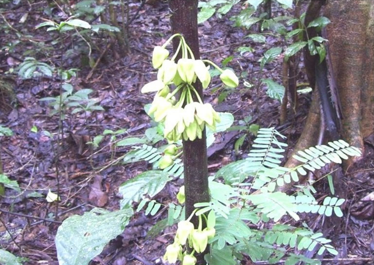 Leonardo DiCaprio护林有功 科学家以其命名极危物种树木Uvariopsis dicaprio