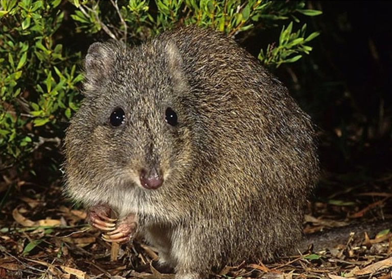 澳洲西澳省极危吉氏鼠袋鼠突破100只 逃过绝种命运