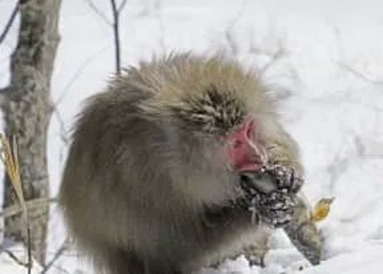 日本猕猴捕食鱼类过冬 首次有照片为证