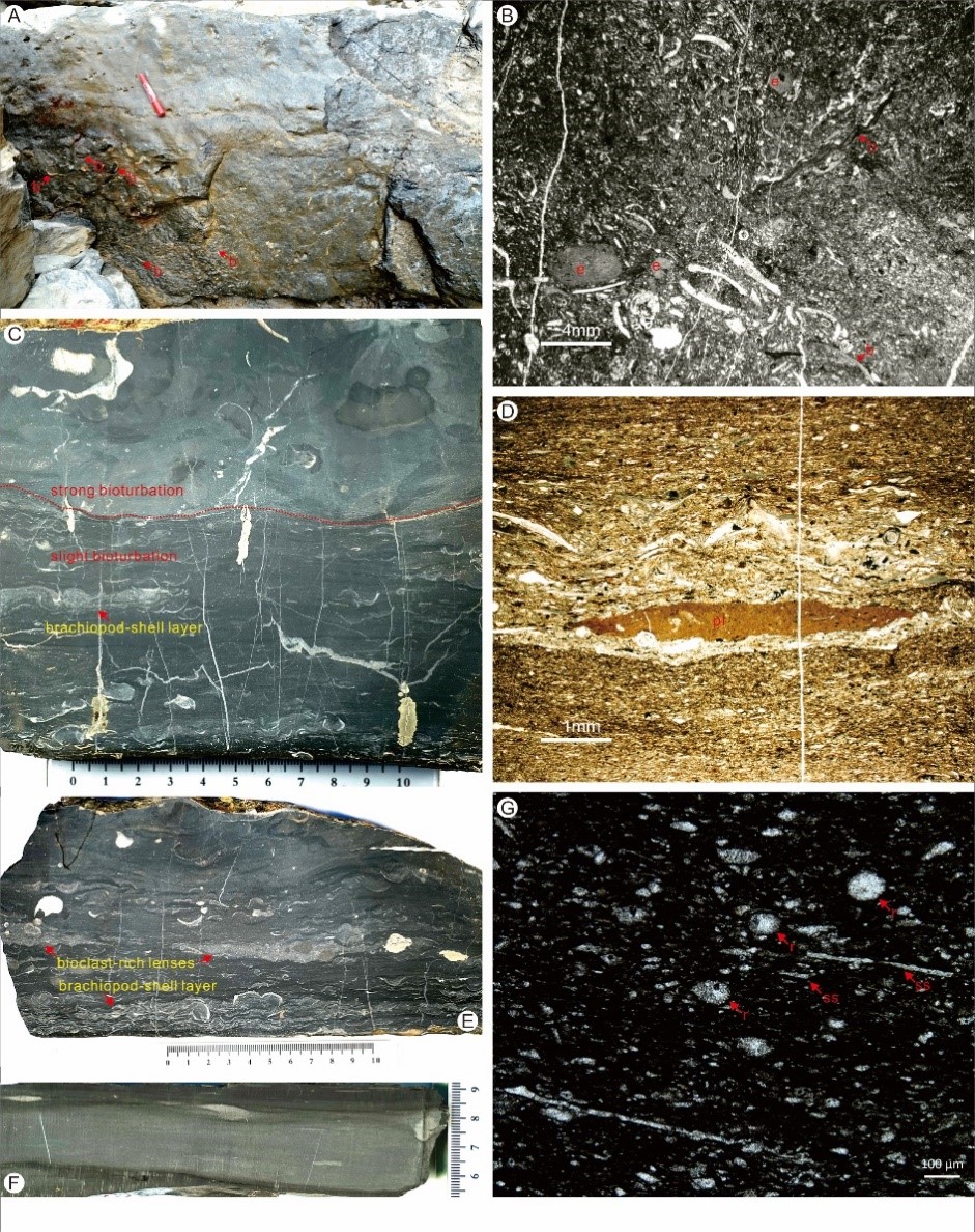 ƺ鶥A, Bʹ¡ײC-G΢༰籩A, C-E