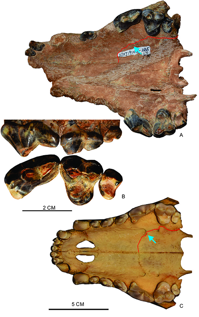 大连发现的似野犬异豺化石及其与现生非洲野犬对比