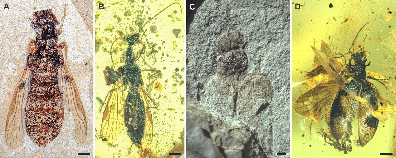 奇翅科及相关类群化石照片